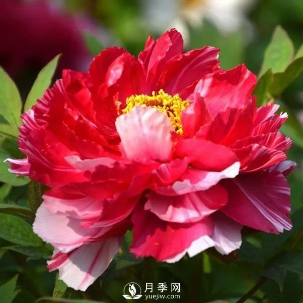 牡丹花中之王，推薦8個(gè)品種**驚艷到你(圖6)