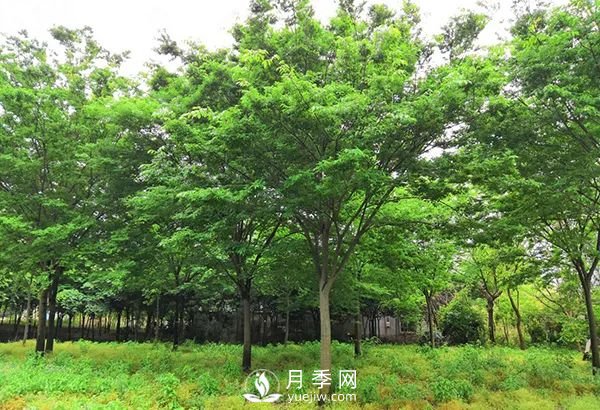 櫸樹(shù)早園林中日漸火爆，有鄉(xiāng)土樹(shù)種的5重優(yōu)勢(shì)(圖2)