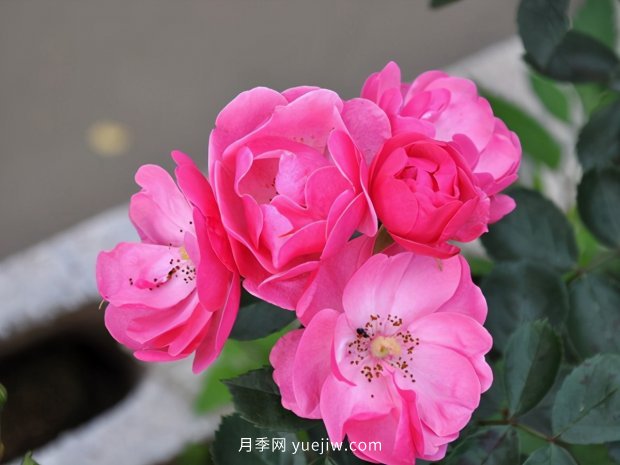 推薦種過的6個藤本月季，各有優(yōu)缺點(diǎn)(圖1)