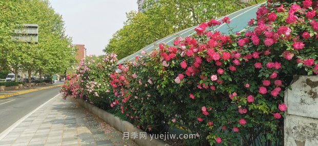 上海打造百條花道，屬于月季的***美賞花季來了(圖6)