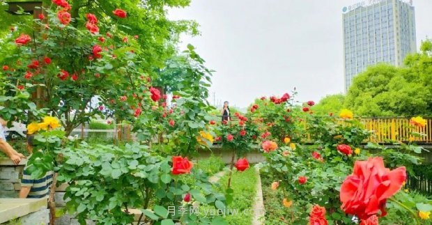 四月盛放的月季時間，湖北宜昌給你的專屬浪漫花園(圖6)