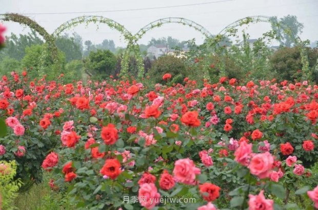 四月盛放的月季時間，湖北宜昌給你的專屬浪漫花園(圖8)