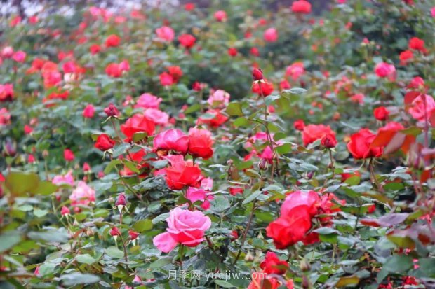 四月盛放的月季時間，湖北宜昌給你的專屬浪漫花園(圖2)