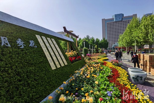 河北石家莊市第十七屆月季花展五一開幕，16個(gè)月季花壇展示(圖3)
