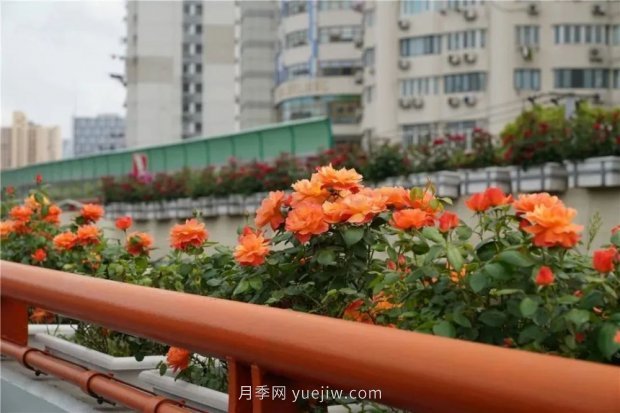 上海城市高架變“花路”，這些月季進(jìn)入盛花期啦！(圖5)