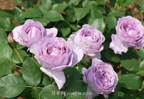 30種漂亮的月季品種推薦，必然有你喜歡的(圖11)