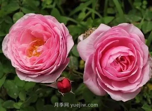 30種漂亮的月季品種推薦，必然有你喜歡的(圖3)