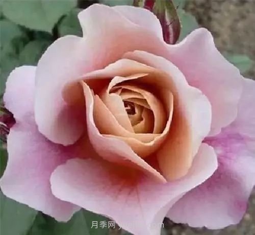30種漂亮的月季品種推薦，必然有你喜歡的(圖18)