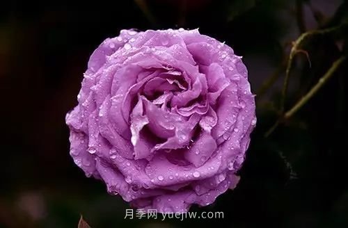 30種漂亮的月季品種推薦，必然有你喜歡的(圖2)