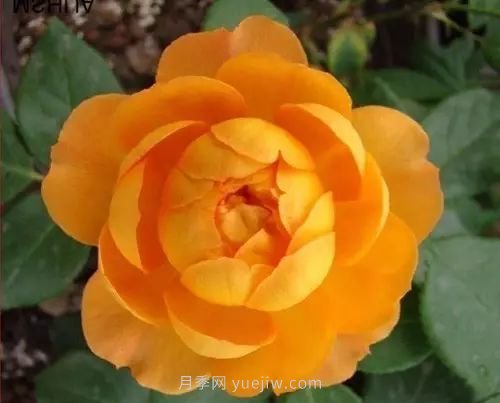 30種漂亮的月季品種推薦，必然有你喜歡的(圖7)