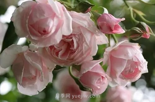 30種漂亮的月季品種推薦，必然有你喜歡的(圖24)