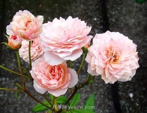 30種漂亮的月季品種推薦，必然有你喜歡的(圖16)