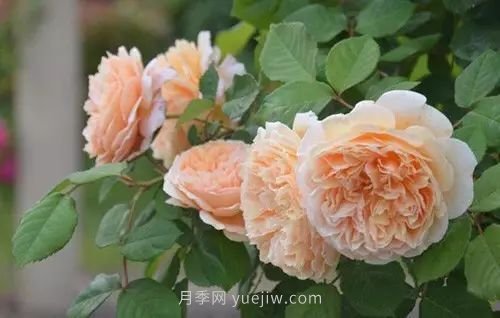 30種漂亮的月季品種推薦，必然有你喜歡的(圖14)