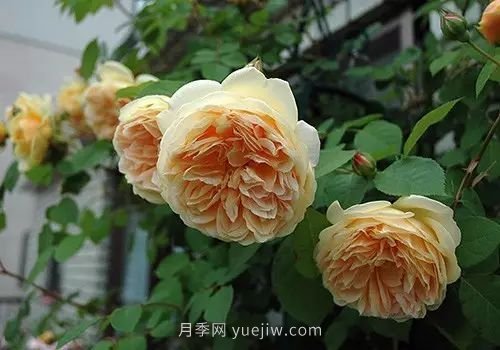 30種漂亮的月季品種推薦，必然有你喜歡的(圖19)