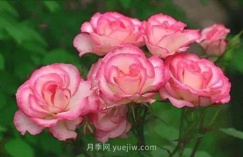 30種漂亮的月季品種推薦，必然有你喜歡的(圖25)