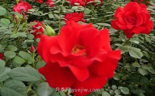30種漂亮的月季品種推薦，必然有你喜歡的(圖8)
