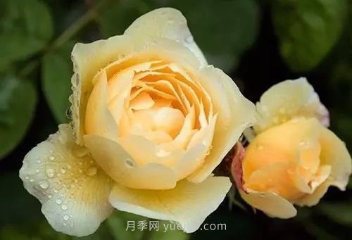 30種漂亮的月季品種推薦，必然有你喜歡的(圖26)