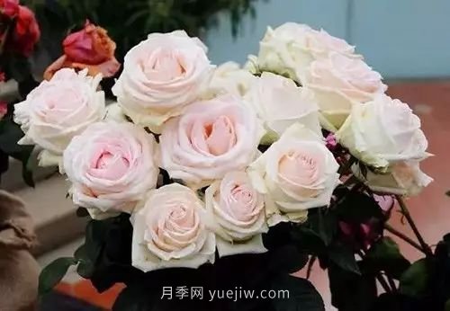 30種漂亮的月季品種推薦，必然有你喜歡的(圖6)