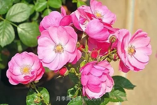 30種漂亮的月季品種推薦，必然有你喜歡的(圖1)