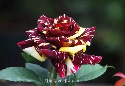 30種漂亮的月季品種推薦，必然有你喜歡的(圖15)