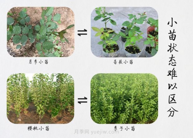 重拳出擊！江蘇沭陽“打假”扣押苗木10萬余株(圖6)