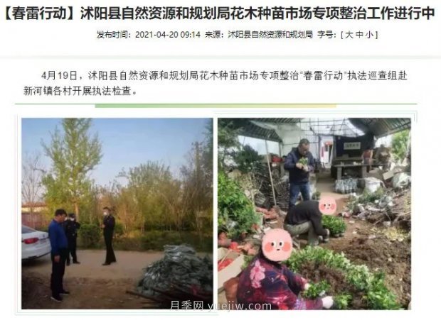重拳出擊！江蘇沭陽“打假”扣押苗木10萬余株(圖1)