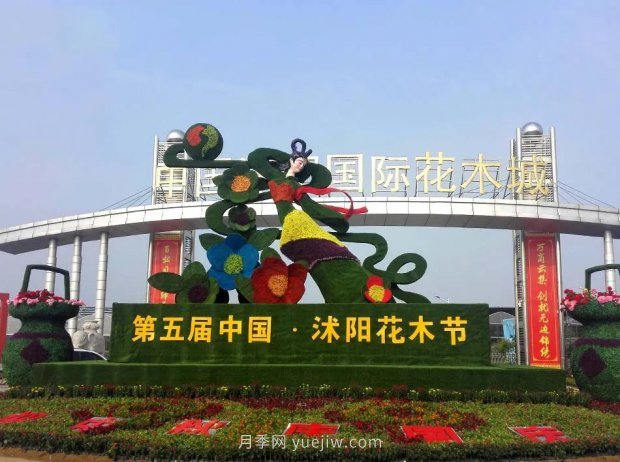 重拳出擊！江蘇沭陽“打假”扣押苗木10萬余株(圖4)