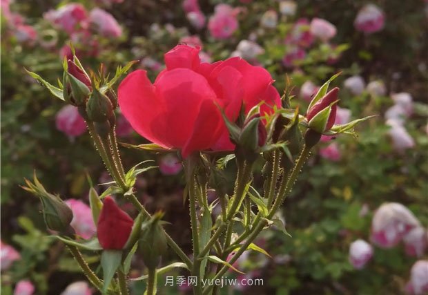 淮南市花月季盛開，來舜耕山風景區(qū)欣賞(圖2)