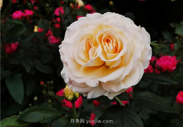 淮南市花月季盛開，來舜耕山風景區(qū)欣賞(圖1)