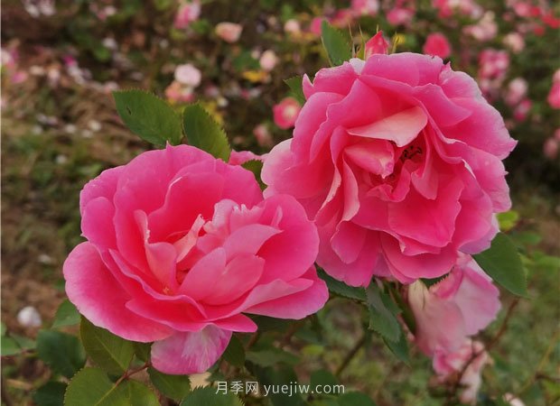 淮南市花月季盛開，來舜耕山風景區(qū)欣賞(圖3)