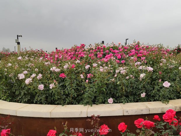 走進(jìn)世界月季大觀園，醉美家鄉(xiāng)南陽(yáng)的月季花(圖3)