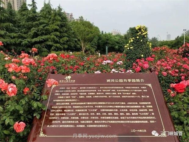 月季名園：三門峽市澗河公園月季園(圖1)