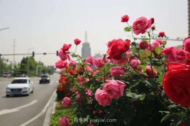 邢臺市花月季綻放！月季花城進(jìn)入觀賞期(圖5)
