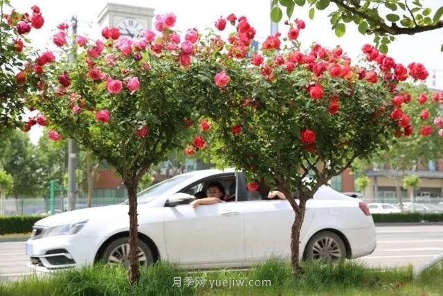 邢臺市花月季綻放！月季花城進(jìn)入觀賞期(圖6)