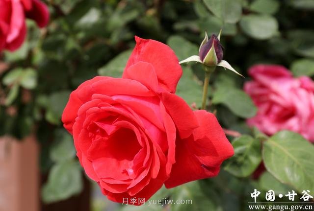 中國月季城市：甘肅甘谷 月季花開(圖2)