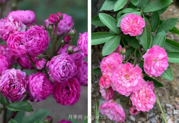 推薦4個品種，皮實好養(yǎng)開花量大，打造藤本花瀑布(圖4)