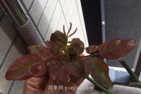 月季薊馬是什么，對(duì)人體有害嗎(圖1)