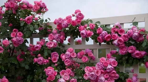 推薦9個(gè)花香濃郁的藤本月季品種，香飄滿院(圖10)