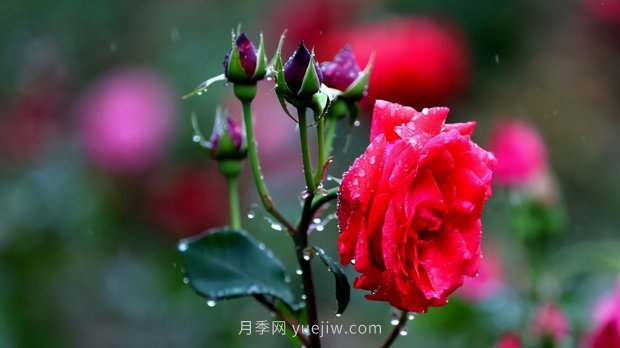 月季苗哪里買(mǎi)？買(mǎi)哪種規(guī)格的苗？買(mǎi)什么品種的苗？(圖4)