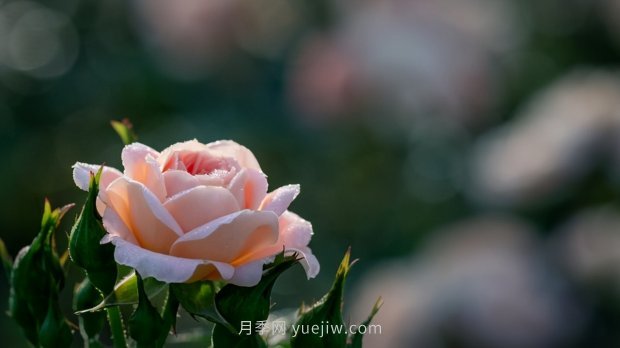 月季苗哪里買(mǎi)？買(mǎi)哪種規(guī)格的苗？買(mǎi)什么品種的苗？(圖3)