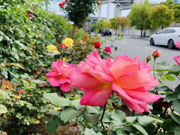 百個(gè)景點(diǎn)、百條花道、百里花帶……未來(lái)幾月，上海繁花似錦(圖4)