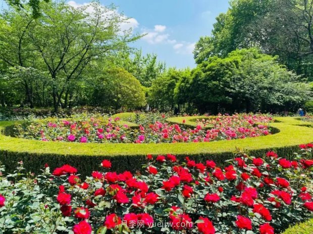 上海哪里月季花***美？到這些公園來看月季吧！(圖12)