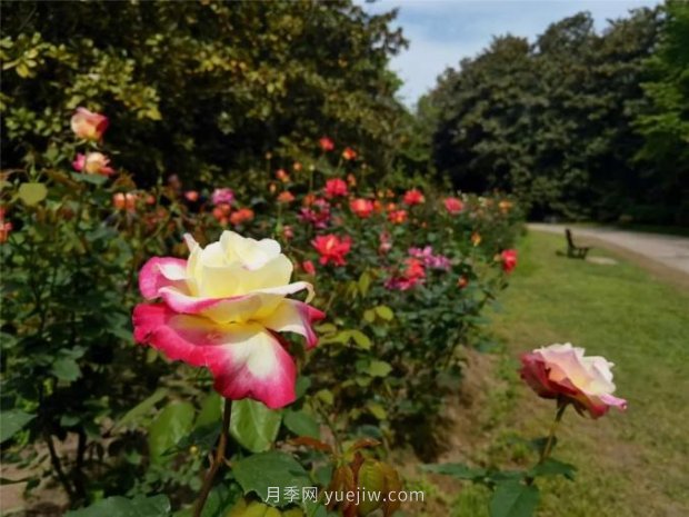 上海哪里月季花***美？到這些公園來看月季吧！(圖7)