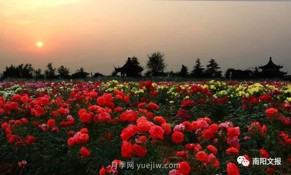 南陽自然條件卓越，產(chǎn)業(yè)發(fā)展迅速，獨(dú)享“世界月季名城”稱號(hào)(圖1)