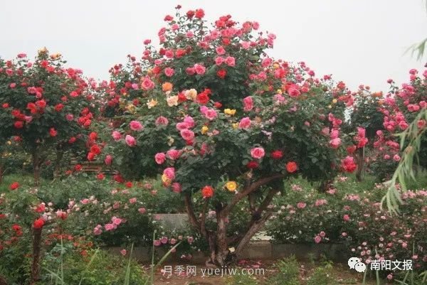 南陽自然條件卓越，產(chǎn)業(yè)發(fā)展迅速，獨(dú)享“世界月季名城”稱號(hào)(圖2)