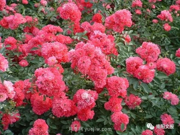 南陽自然條件卓越，產(chǎn)業(yè)發(fā)展迅速，獨(dú)享“世界月季名城”稱號(hào)(圖3)