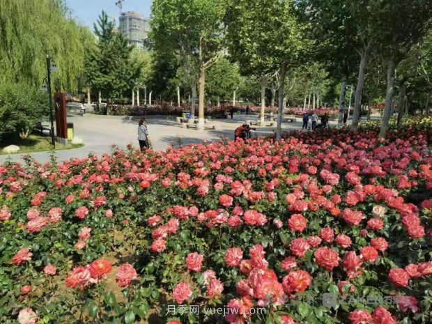 石家莊東環(huán)公園的月季正值盛花期，快來打卡(圖1)