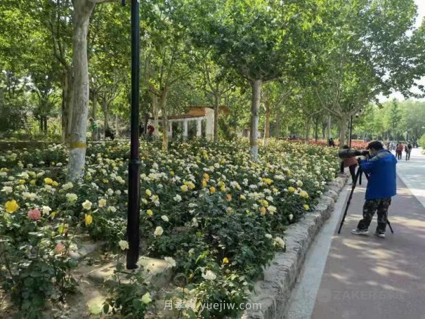 石家莊東環(huán)公園的月季正值盛花期，快來打卡(圖2)