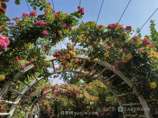 石家莊東環(huán)公園的月季正值盛花期，快來打卡(圖3)