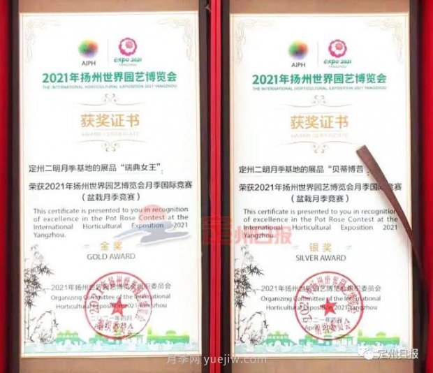 定州月季，2021年揚(yáng)州世界園藝博覽會(huì)斬獲大獎(jiǎng)！(圖1)